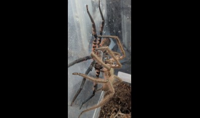 Cupiennius Salei - Tiger Wandering Spider (CB by BugzUK)