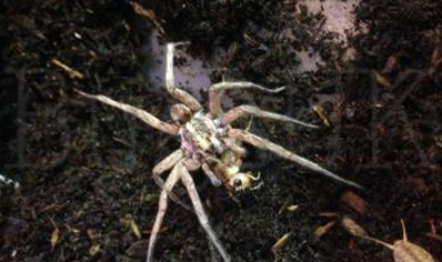 Hogna lenta - Field Wolf Spider 17 left