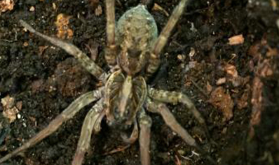 Hogna lenta - Field Wolf Spider 17 left