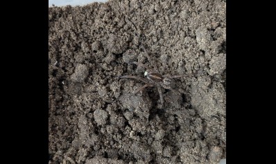 Hogna lenta - Field Wolf Spider 17 left