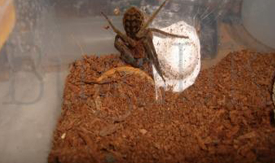 Piloctenus haematostoma - Red fang wandering spider 2 left