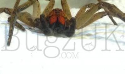 Piloctenus haematostoma - Red fang wandering spider 2 left