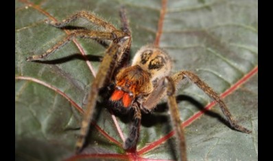 Piloctenus haematostoma - Red fang wandering spider 2 left