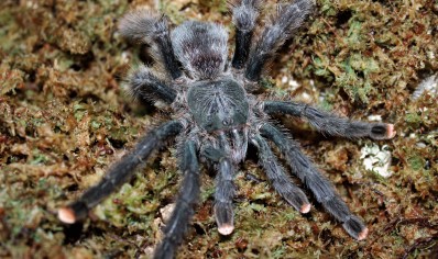 Avicularia avicularia - Guyana Pink Toe