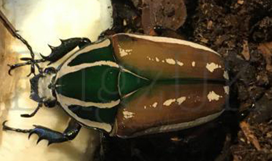 Mecynorrhina torquata ugandensis (B7) (CB by BugzUK) - 9 available