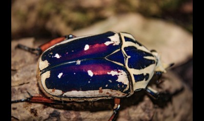 Mecynorrhina torquata ugandensis (B7) (CB by BugzUK) - 9 available