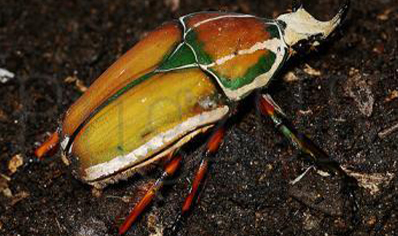 Mecynorrhina Torquata Ugandensis grubs (B7) (C/B by BugzUK)