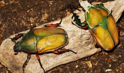 Mecynorrhina Torquata Ugandensis grubs (B7) (C/B by BugzUK)