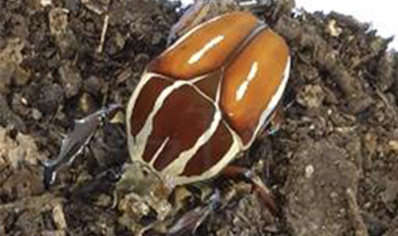 Mecynorrhina Torquata Ugandensis grubs (B7) (C/B by BugzUK)