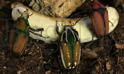 Mecynorrhina Torquata Ugandensis grubs (B7) (C/B by BugzUK)