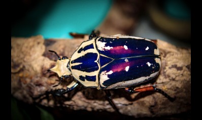 Mecynorrhina Torquata Ugandensis grubs (B7) (C/B by BugzUK)