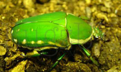 Mecynorrhina torquata immaculicollis - Giant Flower Beetle (CB by BugzUK) - 10 available