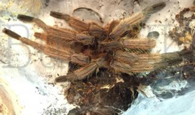 Chilobrachys huahini confirmed females 3 left