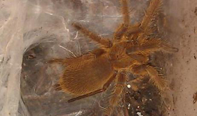 Chilobrachys huahini confirmed females 3 left