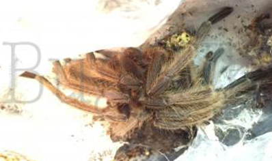 Chilobrachys huahini confirmed females 3 left