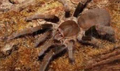 Hysterocrates gigas CB by BugzUK