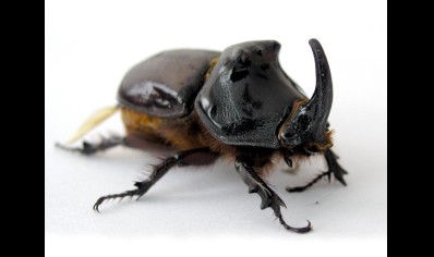 Oryctes boas - Coconut Rhinoceros Beetle