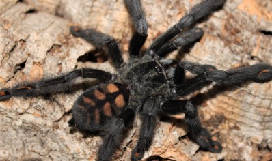 Psalmopoeus irminia - Venezuelan Sun Tiger 1 left