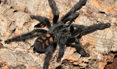 Psalmopoeus irminia - Venezuelan Sun Tiger 2 left