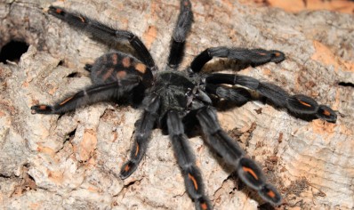 Psalmopoeus irminia - Venezuelan Sun Tiger 2 left