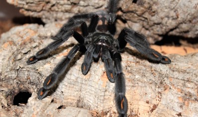 Psalmopoeus irminia - Venezuelan Sun Tiger 2 left