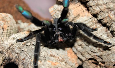 Psalmopoeus irminia - Venezuelan Sun Tiger 2 left