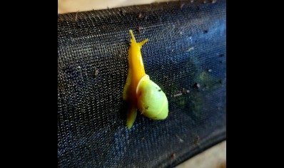 Edentulina martensi - Edentulina Obese Snail *special offer*