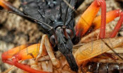 Psytalla Horrida - Horrid King Assassin bug (CB by BugzUK)