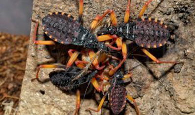 Psytalla Horrida - Horrid King Assassin bug (CB by BugzUK)